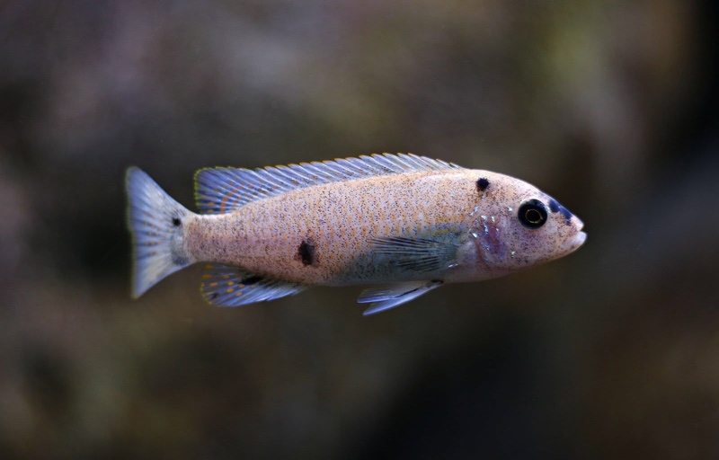 Maylandia tarakiki 'Mbamba Bay'